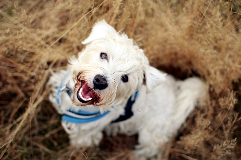 Louis-the-dog-gold-coast-white-western-terrier-cross-in-long-grass-being-cute