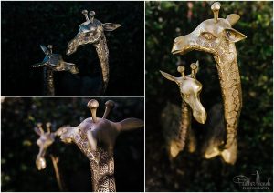 Images-of-brass-giraffes-that-are-over-a-metre-tall-purchased-by-my-mum-when-my-parents-went-for-it-and-bought-a-bigh-house