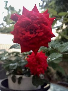 blog-image-small-red-garden-rose