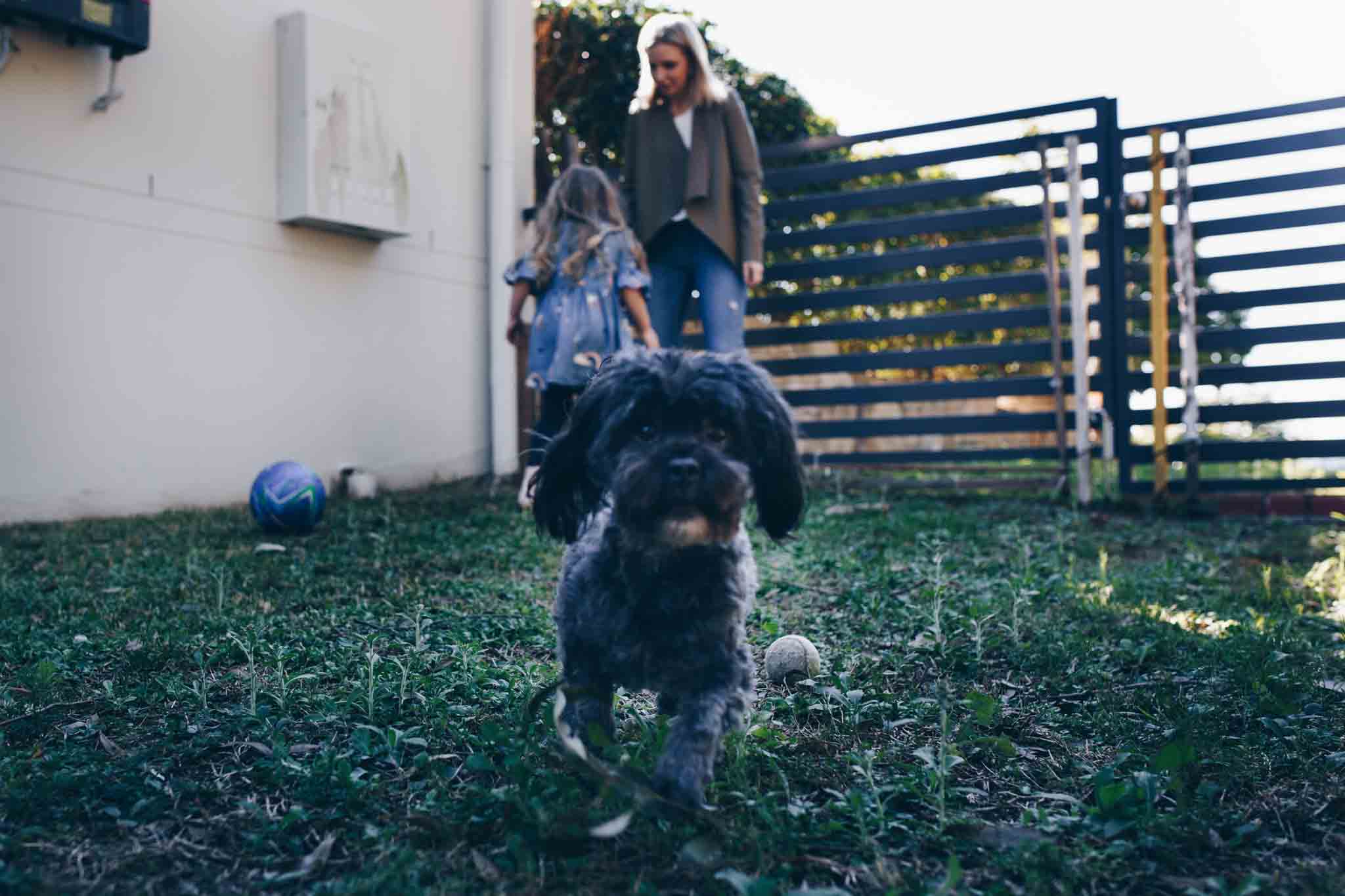 Daisy-the-dog-palying-soccer-in-the-yard-gold-coast-family-documentary-photography