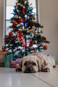 the pet dog takes a nap in front of the Christmas tree after the family have finished decorating