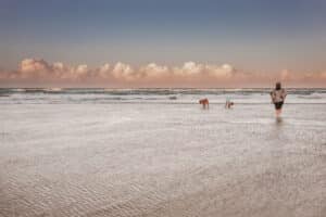 a-mother-at-the-gold-coast-beach-watching-her-young-son-explore-the-waves-with-their giant-rodhesion-ridgeback-dog-as-the-sun-sets-behind-them-in-the-west-casting-a pink-reflection-onto-the-clouds-making0an-incredible-sky