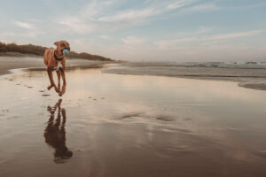 Gold-coast-family-sunset=photography-session-large-family-dog-running-and-photographed-mid-air-running-back-to-family-with-ball-in-his-mouth-with-his-reflection-in-the-sand-beneath-him